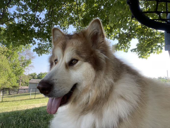 Very cute Alaskan malamute purebred for sale!! 