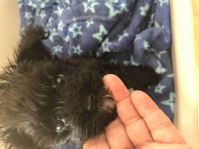 Beautiful maltpoo puppy
