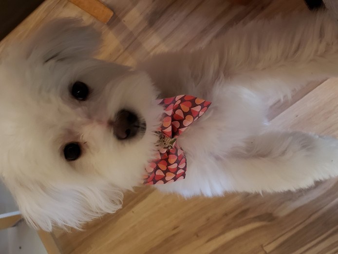Maltese puppy for sale