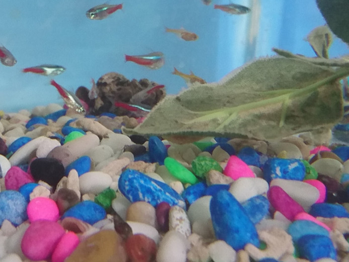 Neon Tetra