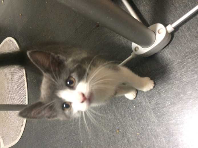 Beautiful grey and white kitten