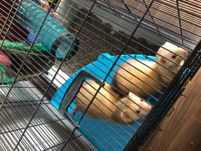 For Sale Baby Ferrets