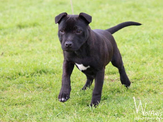 Staff wanted , puppy wanted can be up to 6 months old , please contact me fordcoojie@yahoo.com       thanks.