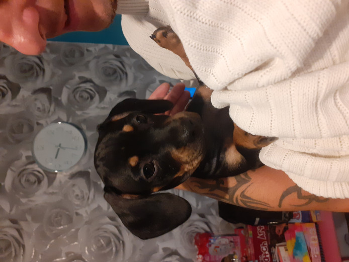 Miniature dachshund x french bull dog 