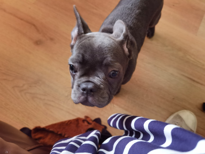 Blue French bulldog 