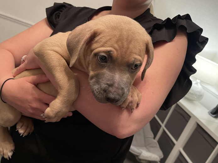 8 Week Old Puppy For Sale!