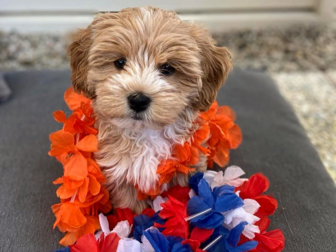 Cheeky little Maltipoo Puppies ready
