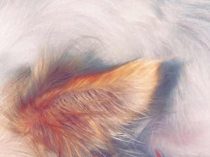 Pomchi puppies Pomeranian x long haired chihuahua