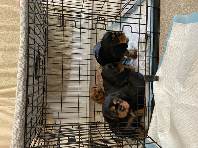 Vet health checked and available now 