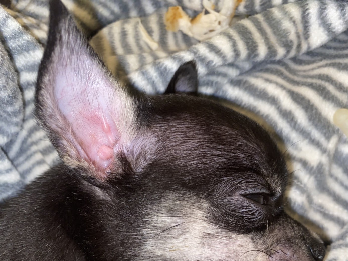 Stunning baby chihuahuas