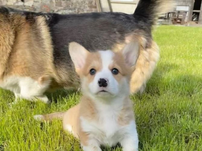 Well Trained Pembroke Welsh Corgi Puppies