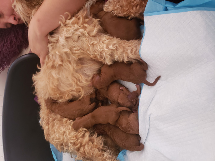 Cockapoo puppies 
