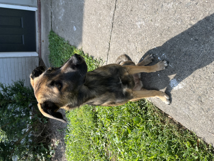 Belgian Shepard mix for sale 