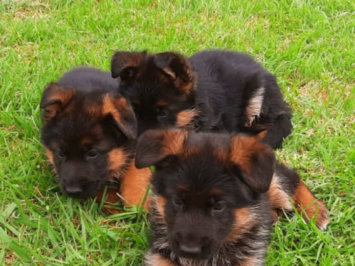 Pedigree German Shepherd Puppies