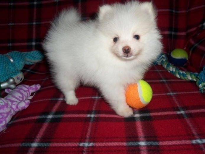 Available nicer pure white Pomeranian puppies ready