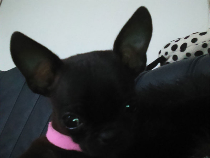 Chug (chihuahua x pug puppy)