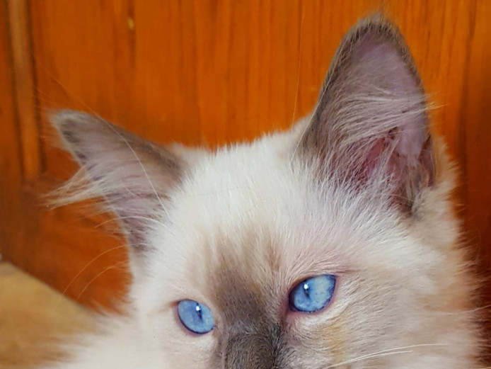 RagDoll  Perfect Markings Blue Mitted  Male