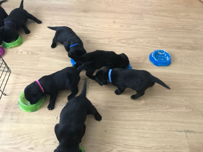 stunning kc labrador pups 
