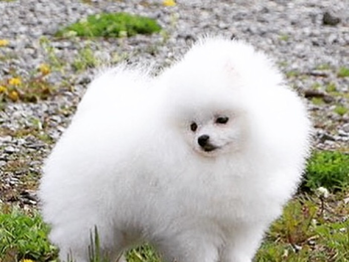 Pure Snow White Mini Pomeranian Boy