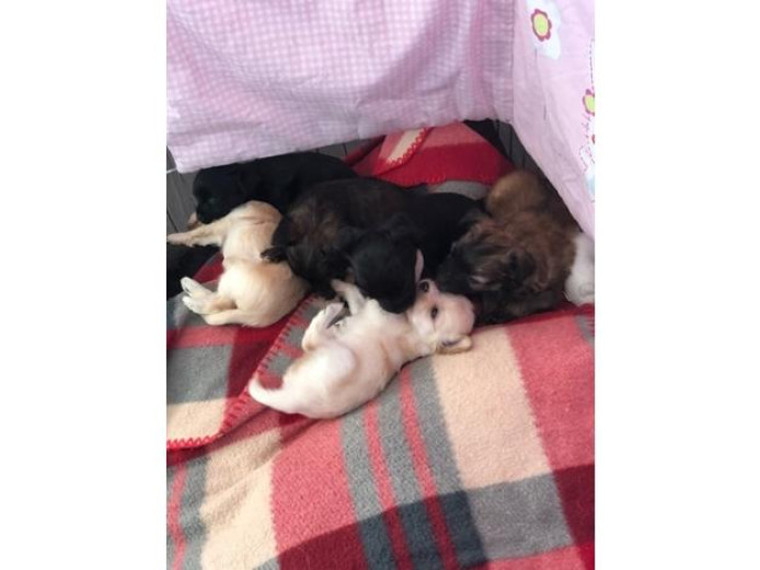 Gorgeous Fluffy Chi Chis Available