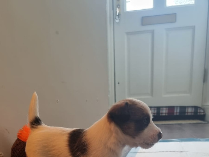 2 stunning long haired male Jack Russells for sale *last 2 of the litter*