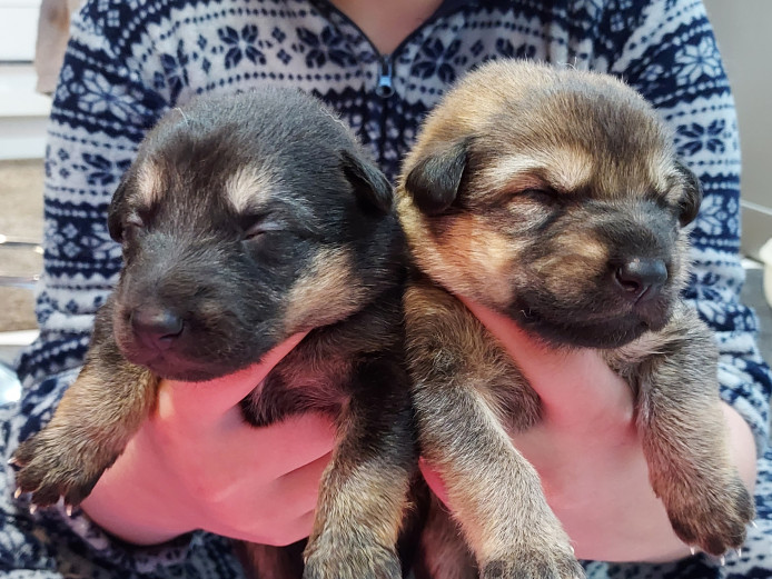 Silver sable German shepherd x Shollie pups 