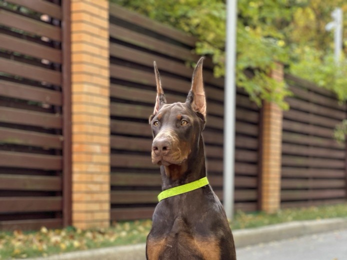 For sale Doberman 