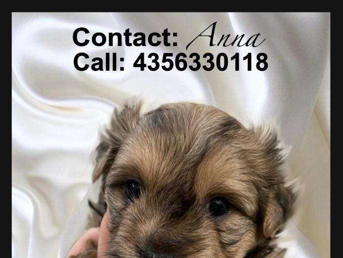 Hi, Im Sue a yorkie puppy 