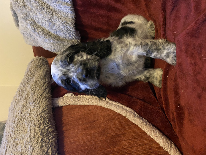 Beautiful show type cocker spaniel puppies 