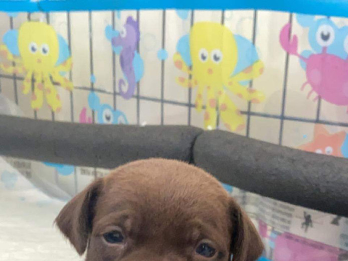 5 gorgeous labrastaff puppies for sale 