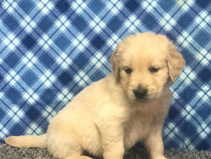 Chunky Golden Retriever Puppies