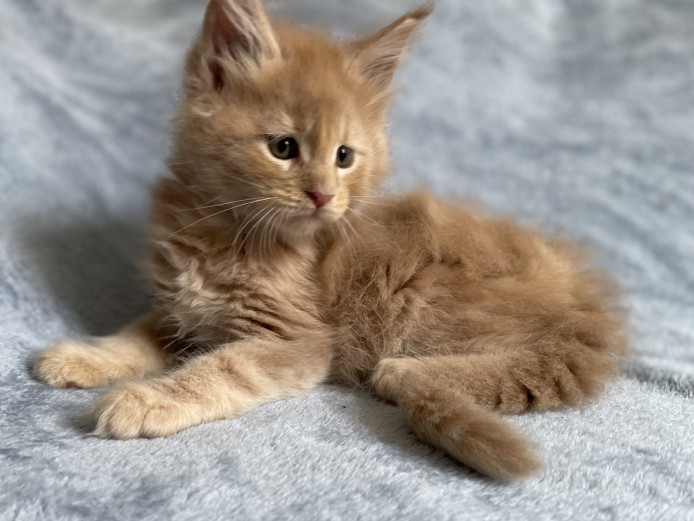 BIG, CHUNKY MAINE COON KITTENS 