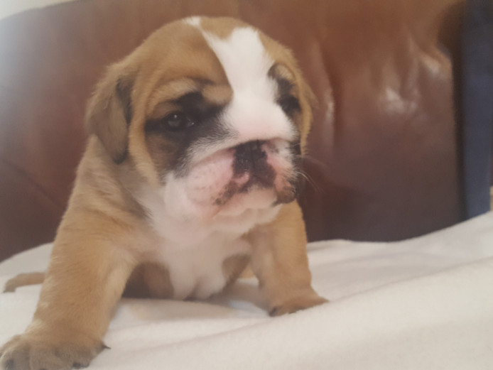 KC Registered English bulldogs girls 
