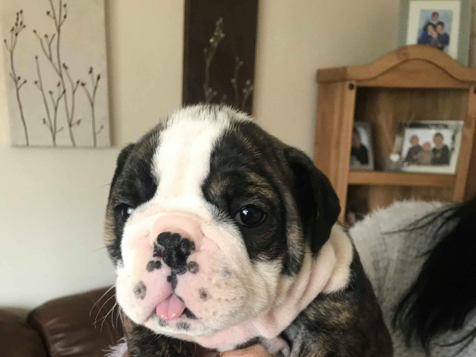 English bulldog girl puppy 