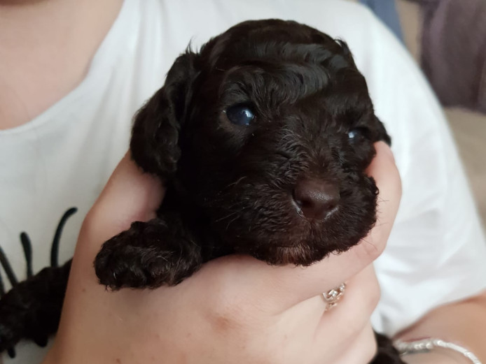 F1b miniature Labradoodle Puppies