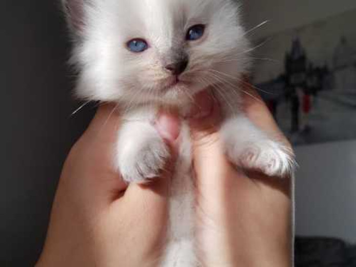 ragdoll boys kitten