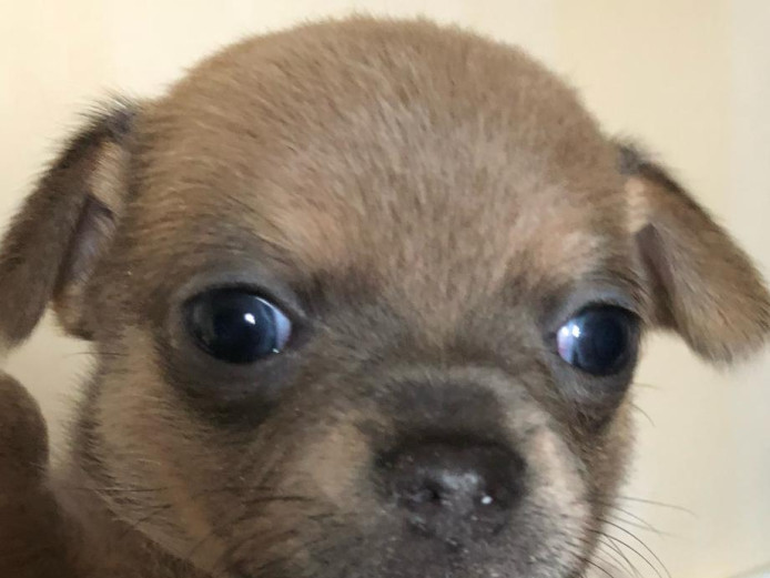 KC chihuahua puppies blue & lilac & Chocolate