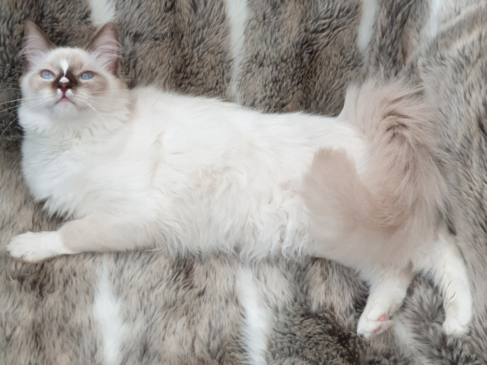 Young TICA Registered Adult Ragdolls 