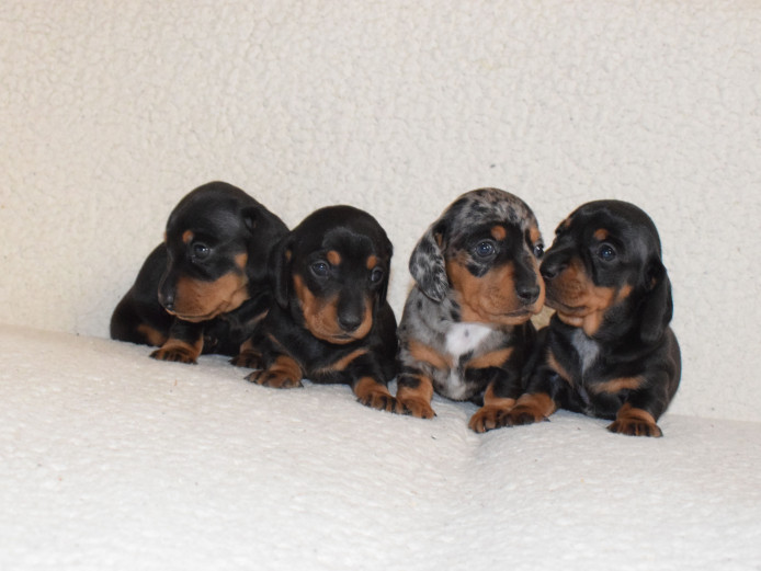 Gorgeous mini Dachshund puppies ready for reservation!