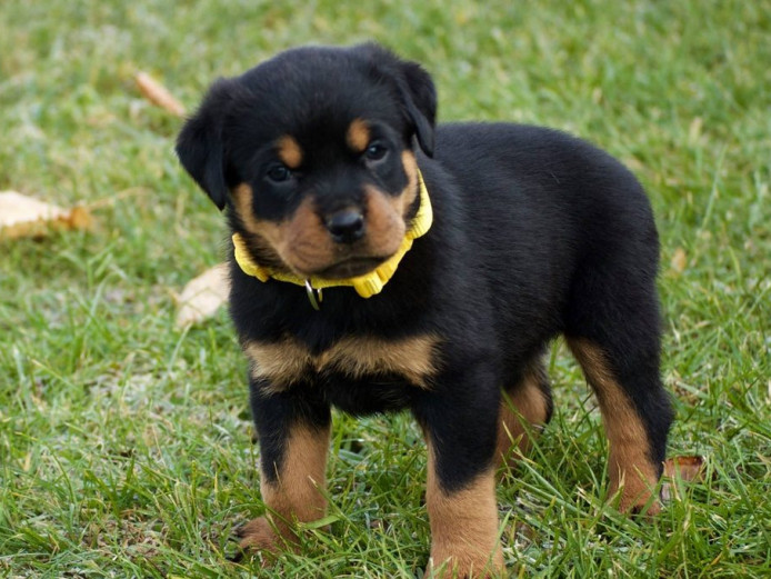 Rottweiler Pup Wanted 