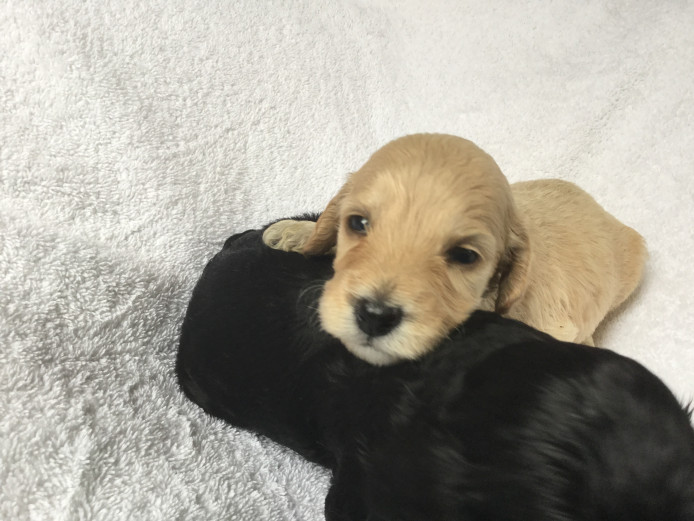 Stunning F1 Cockapoo Puppies 