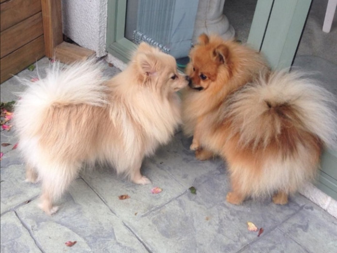Pomeranian puppies 