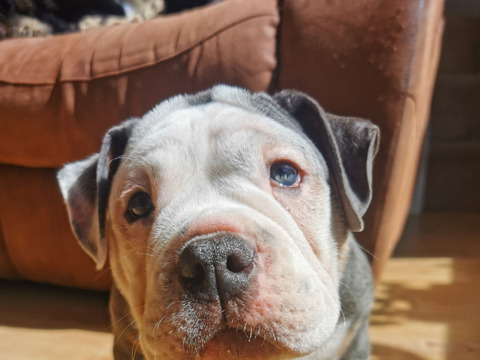Male American Bully pocket 