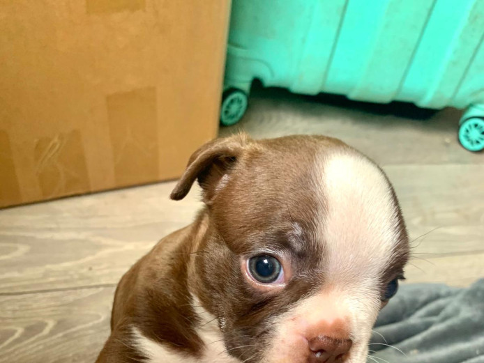 KC registered Boston terrier pups