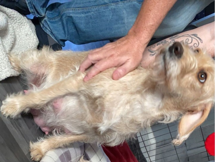 F1b Labradoodle puppies