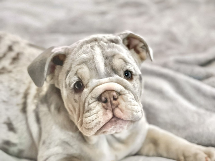 English bulldog puppy girl  (blue eyes)