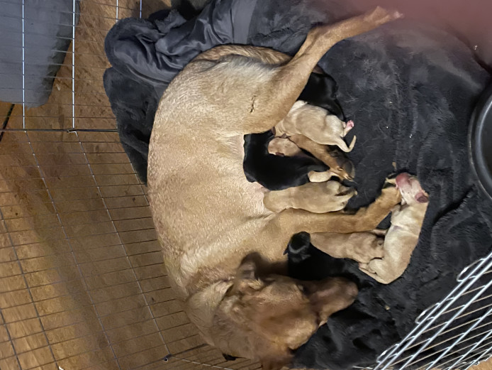 Labrador pups for sale