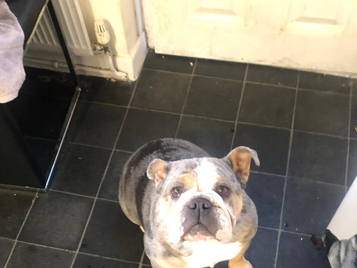 Precious bulldog bitch for sale