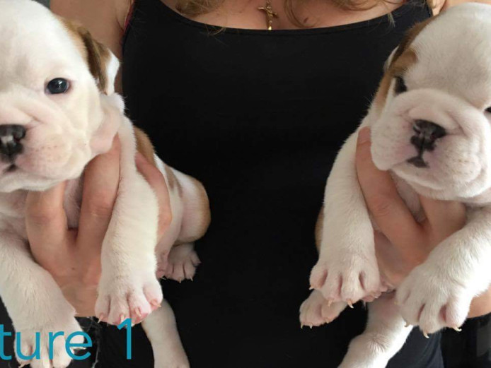 Kc reg bulldog puppies 