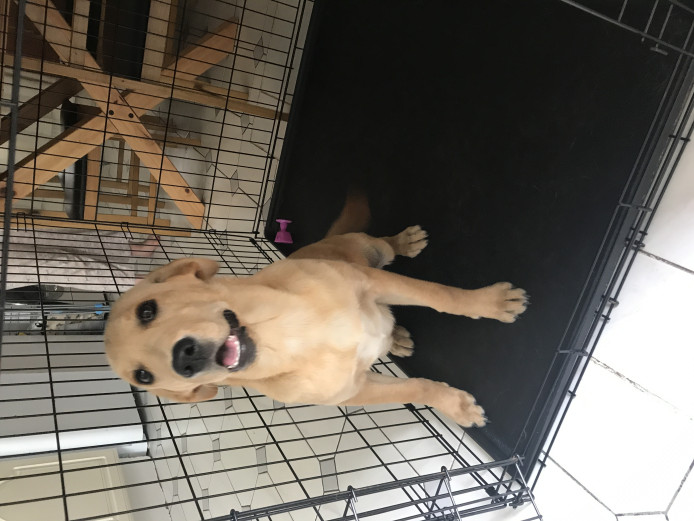 Labrador for sale 